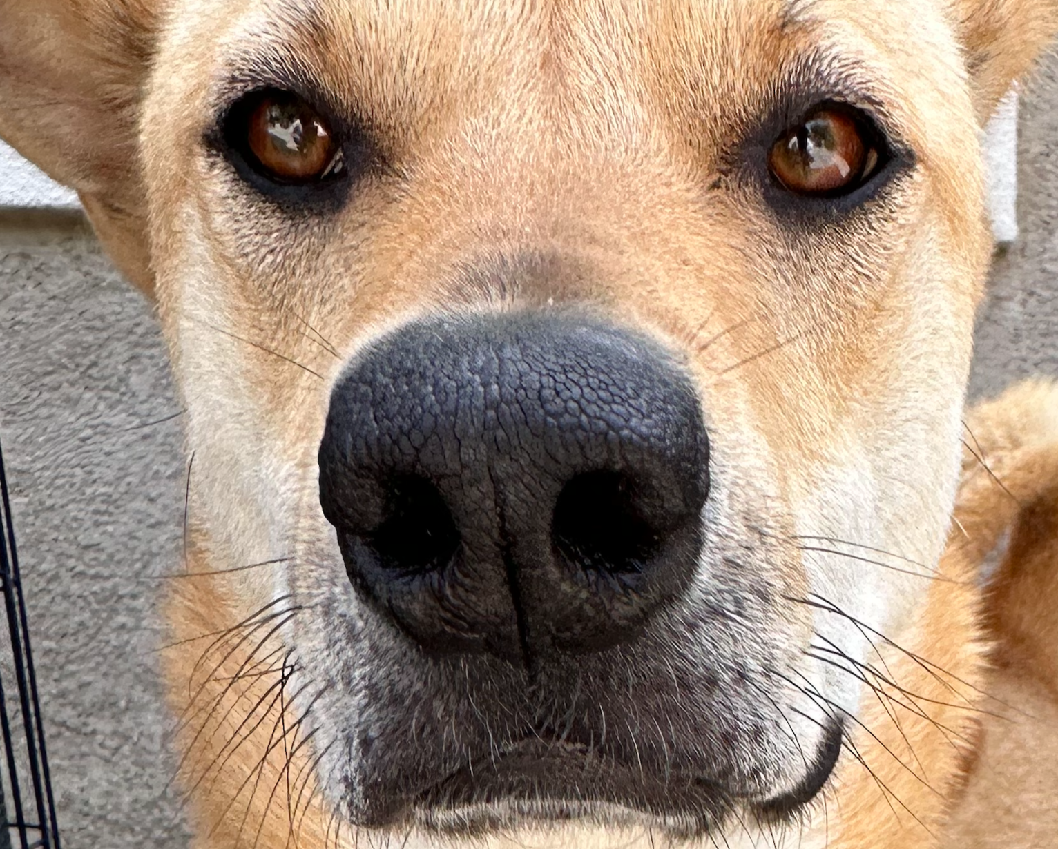 A picture of my dog Noodle