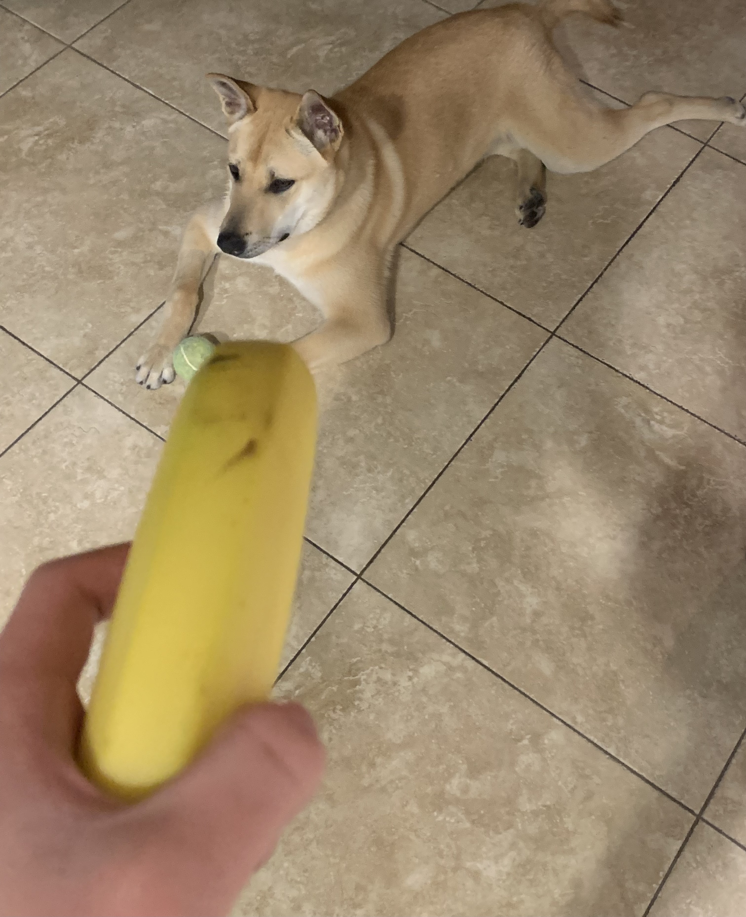 Yoshi